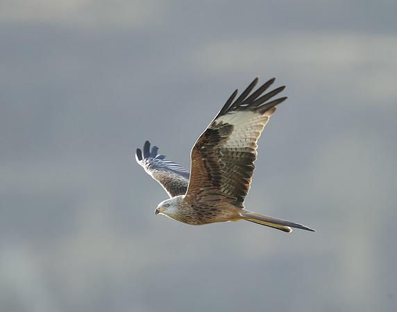 Red Kite Milvus milvus