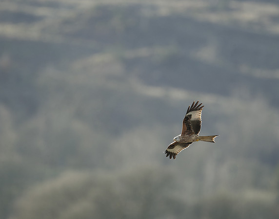 Red Kite Milvus milvus
