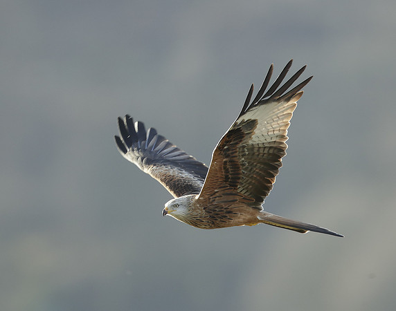 Red Kite Milvus milvus