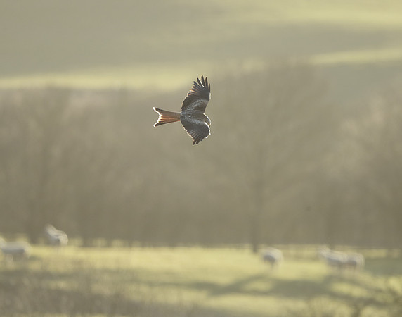 Red Kite Milvus milvus