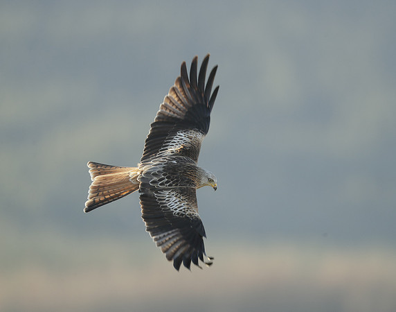 Red Kite Milvus milvus
