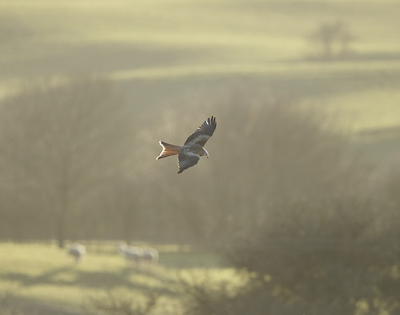Red Kite Milvus milvus