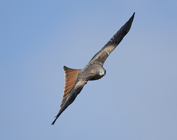 Red Kite Milvus milvus