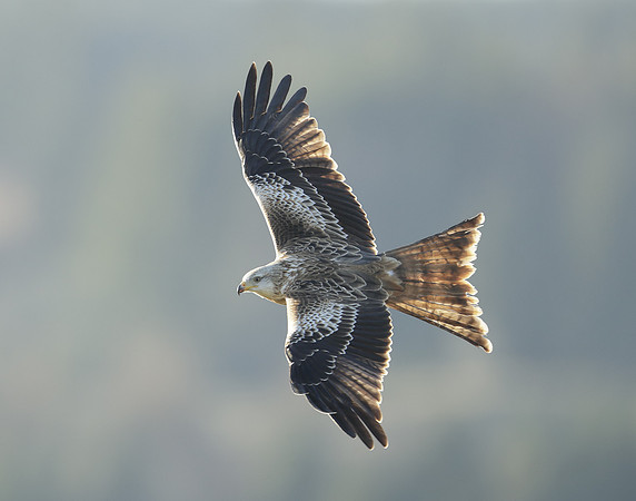 Red Kite Milvus milvus