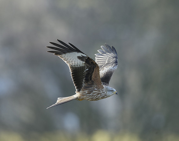 Red Kite Milvus milvus