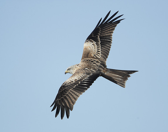 Red Kite Milvus milvus