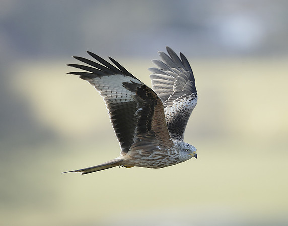 Red Kite Milvus milvus