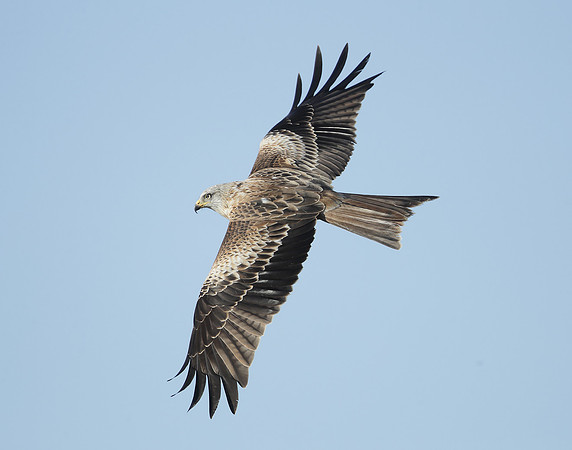 Red Kite Milvus milvus
