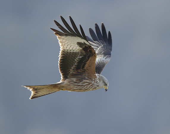Red Kite Milvus milvus