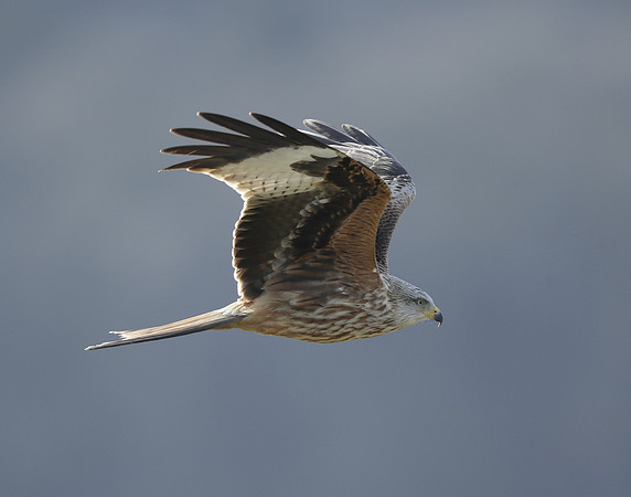 Red Kite Milvus milvus