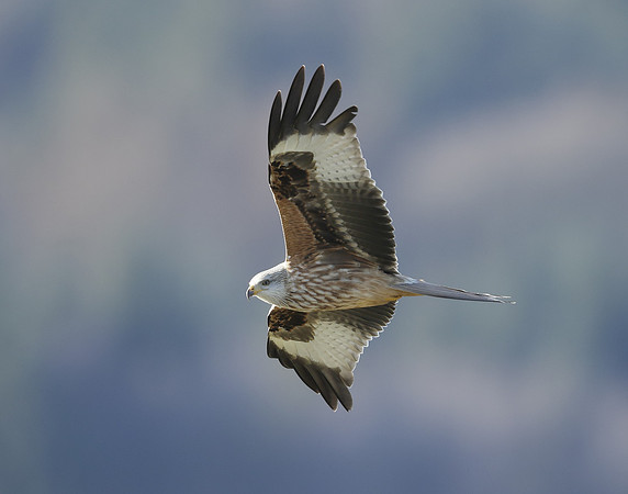Red Kite Milvus milvus