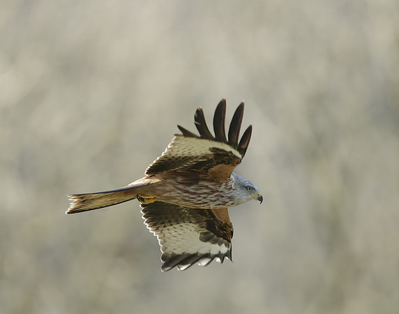 Red Kite Milvus milvus