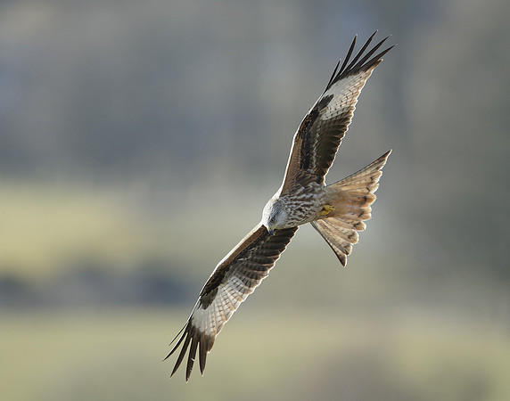 Red Kite Milvus milvus