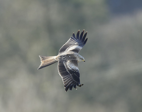 Red Kite Milvus milvus