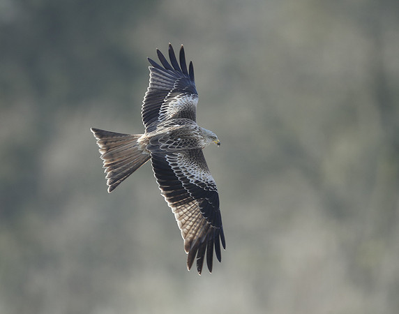Red Kite Milvus milvus