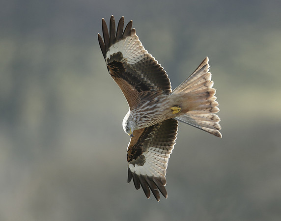 Red Kite Milvus milvus