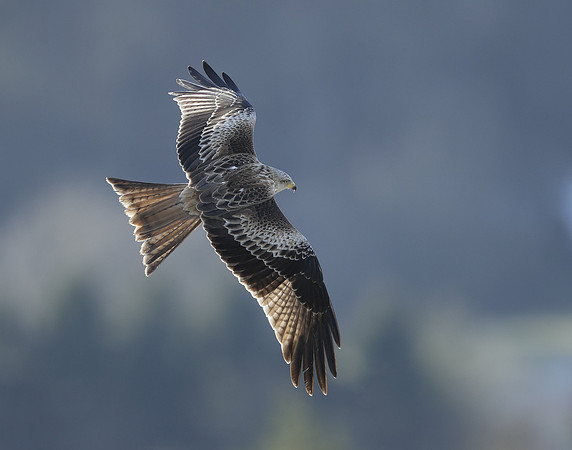 Red Kite Milvus milvus