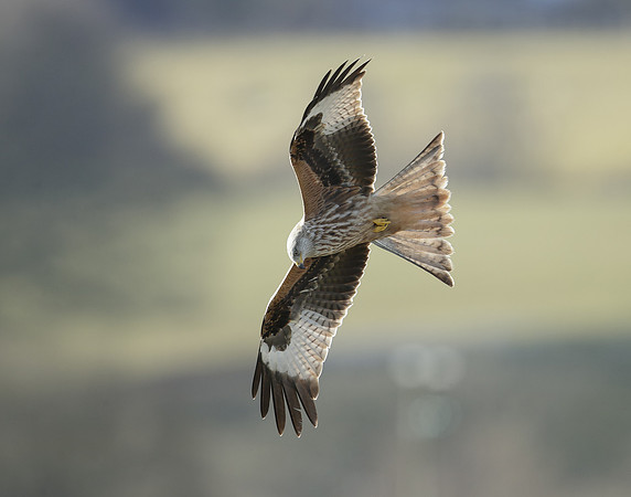 Red Kite Milvus milvus