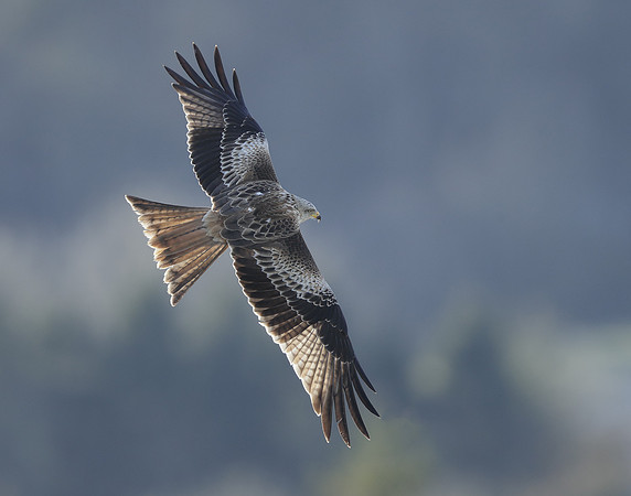 Red Kite Milvus milvus