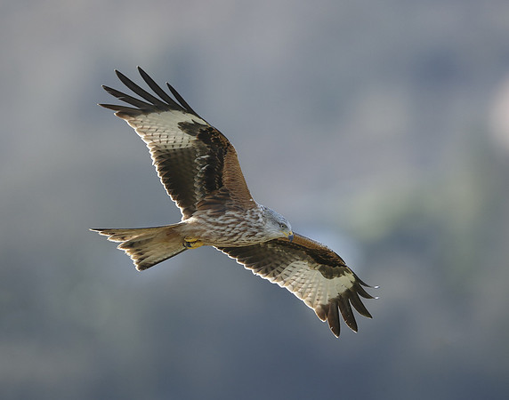 Red Kite Milvus milvus