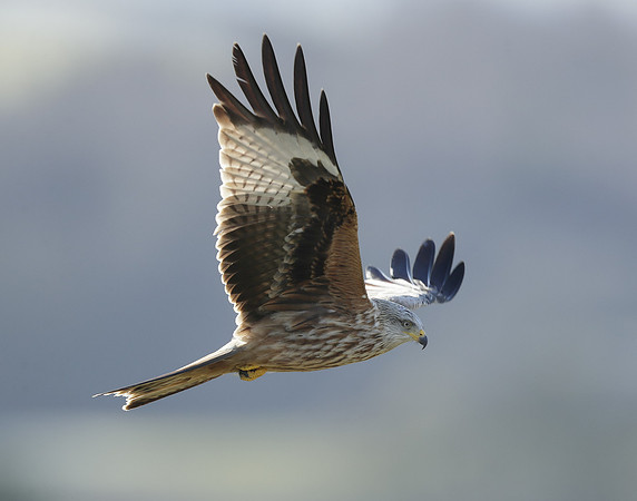 Red Kite Milvus milvus