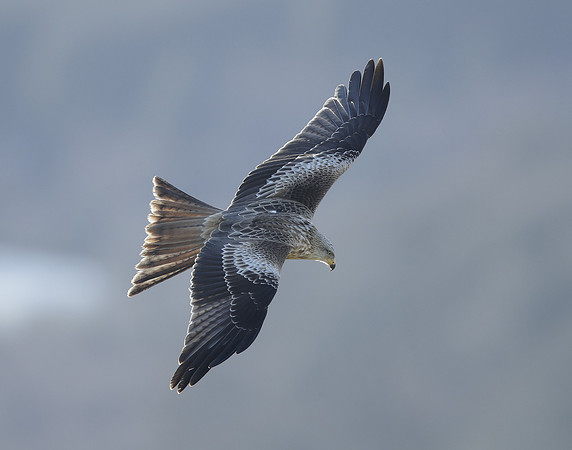 Red Kite Milvus milvus
