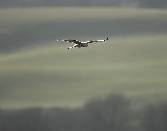 Red Kite Milvus milvus