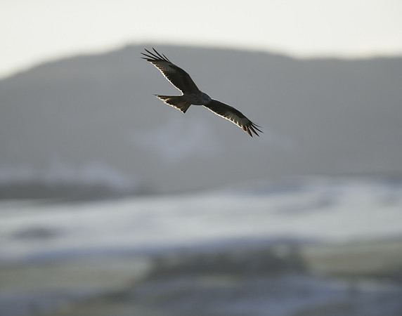 Red Kite Milvus milvus