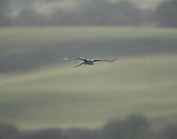 Red Kite Milvus milvus