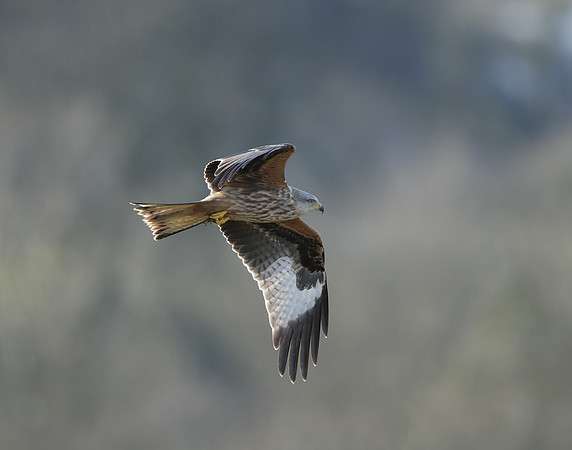 Red Kite Milvus milvus