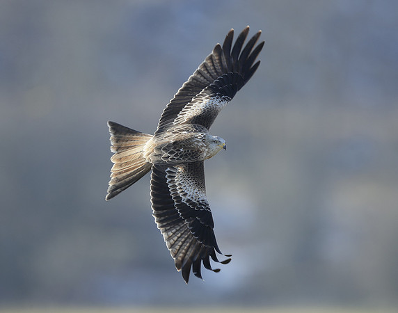 Red Kite Milvus milvus