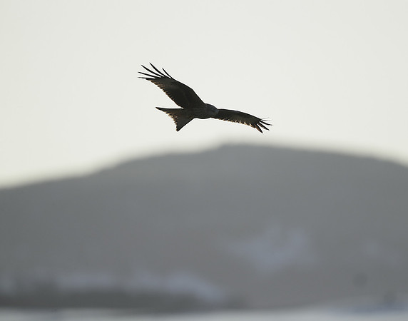 Red Kite Milvus milvus