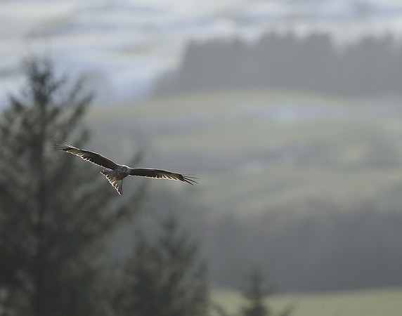 Red Kite Milvus milvus