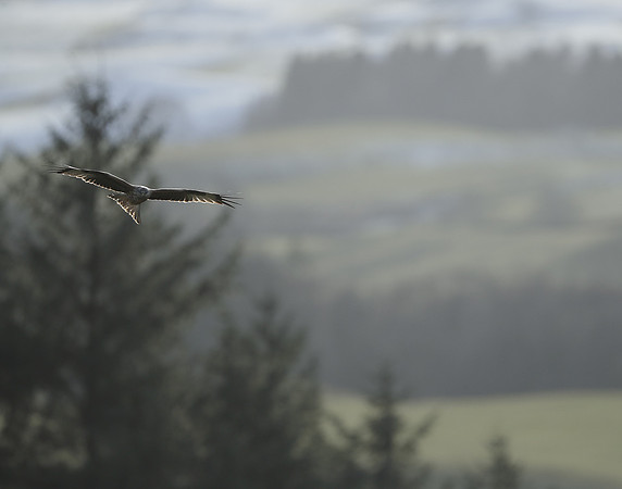 Red Kite Milvus milvus