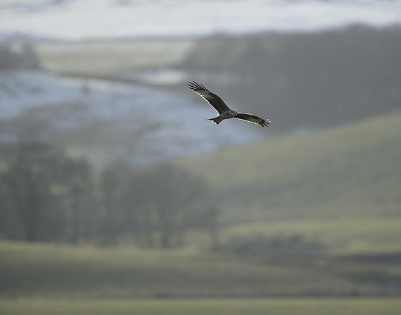 Red Kite Milvus milvus