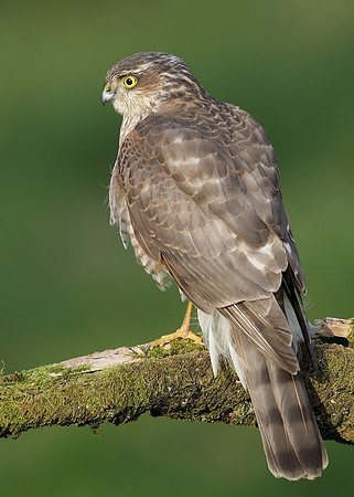 Sparrowhawk Accipiter nisus