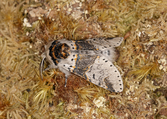 71.005 BF1997 Sallow Kitten Furcula furcula
