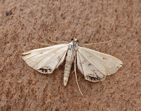 63.116 BF1354 Small China-mark Cataclysta lemnata