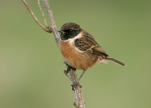 Stonechat Saxicola torquatus