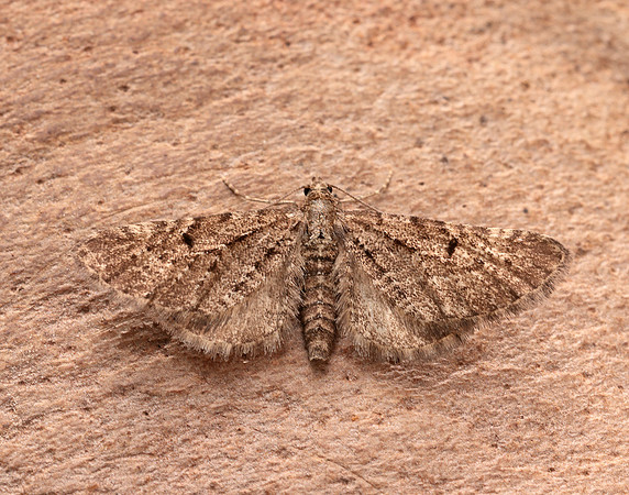 70.176 BF1827 Freyer's Pug Eupithecia intricata