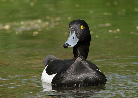 Tufted Duck Aythya fuligula