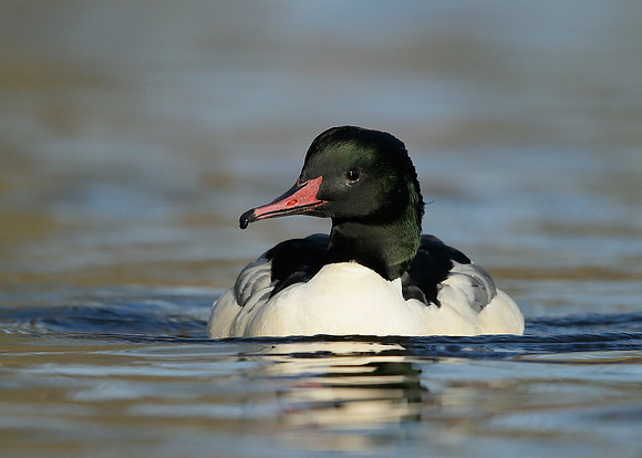 Goosander Mergus merganser