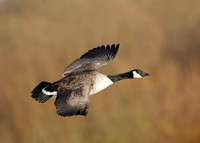 Canada Goose Branta canadensis