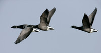 Brent Goose Branta bernicla