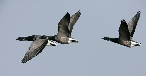 Brent Goose Branta bernicla
