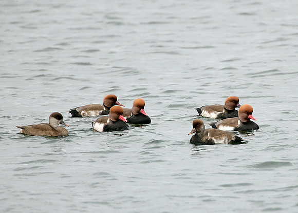 Red-crested Pochard Netta ruffina