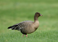 Pink-footed Goose Anser brachyrhynchus