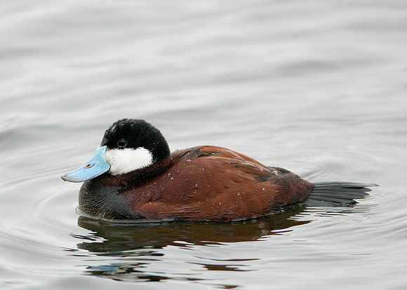 Ruddy Duck Oxyura jamaicensis
