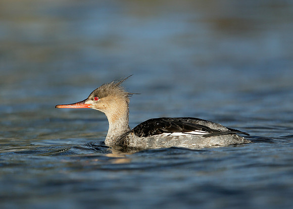 Red-breatsed Merganser Mergus serrator