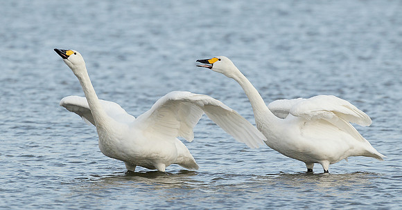Bewick's Swan Cygnus columbianus